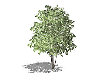 垂叶榕乔木su素材，景观绿植草图大师模型下载