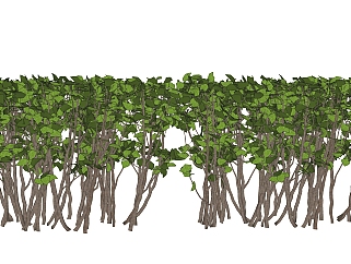 龙船花灌木丛sketchup模型，常绿灌木skp文件下载
