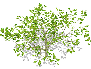 菩提树乔木sketchup素材，景观绿植草图大师模型下载