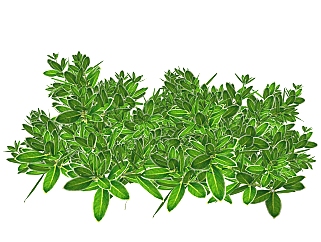 六月雪灌木丛草图大师模型，常绿灌木su模型下载