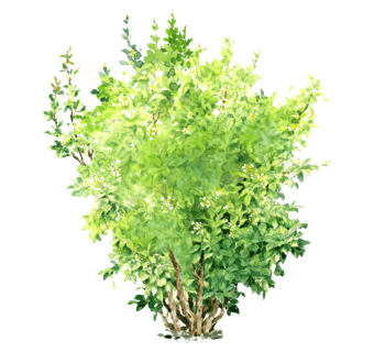 非洲茉莉灌木丛sketchup模型，常绿灌木skp文件下载