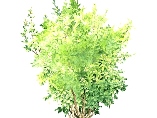 非洲茉莉灌木丛sketchup模型，常绿灌木skp文件下载