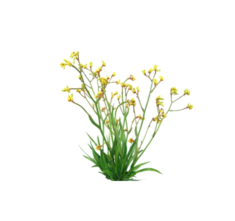 文心兰地被植物sketchup模型下载，植物 skp文件免费下载