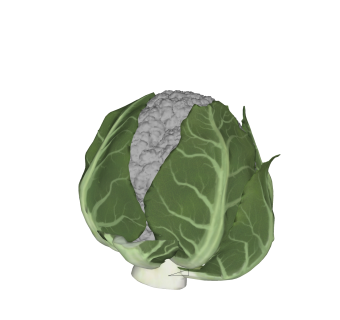 现代花菜免费su模型，蔬菜草图大师模型下载