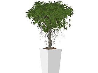 <em>鸡爪槭</em>盆栽植物su模型，园艺花草sketchup模型下载