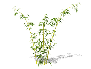 黄槽<em>竹</em>植物<em>su模型</em>，景观绿植草图大师模型下载