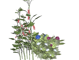  红蓼绿植sketchup模型，现代观花植物skp文件下载