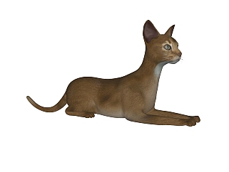现代阿比西尼亚<em>猫</em>su模型，<em>动物</em>草图大师模型下载