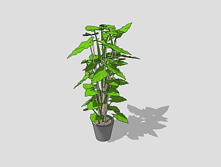 绿萝植物盆栽免费su模型下载，植物绿萝盆栽草图大师模型