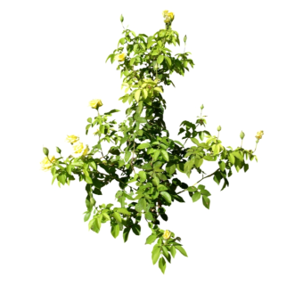 大花香水月季su模型免费下载，草图大师植物草模型分享