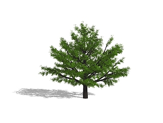 <em>银杏</em>树景观树sketchup模型，<em>银杏</em>树植物树草图大师模型