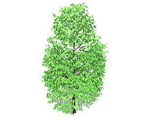 香樟乔木草图大师模型，景观绿植sketchup素材下载