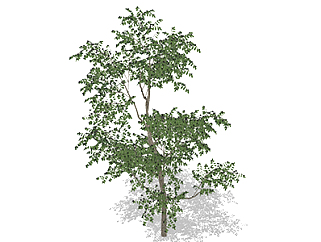 枣树乔木草图大师模型，景观绿植sketchup素材下载