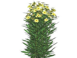 金鸡菊绿植sketchup模型，现代观花植物skp文件下载
