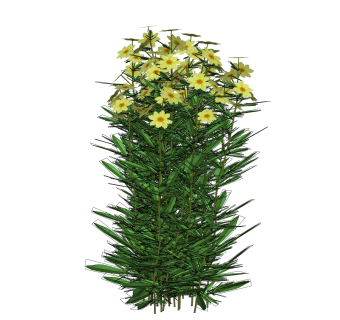 金鸡菊绿植sketchup模型，现代观花植物skp文件下载