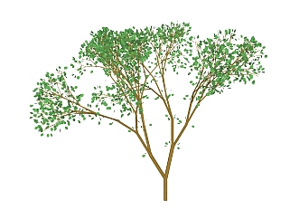辣木景观树免费su模型下载、景观树草图大师模型下载
