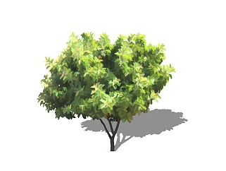 印度<em>榕</em>景观树免费su模型下载、景观树草图大师模型下载
