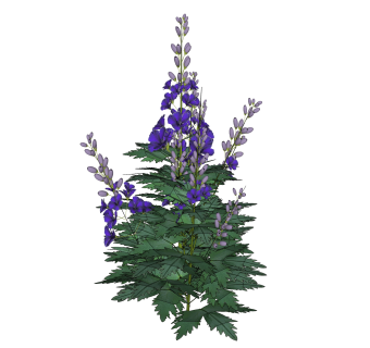 飞燕草绿植sketchup模型，现代观花植物skp文件下载