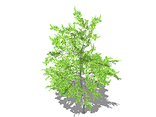 白桦灌木su素材，景观绿植草图大师模型下载