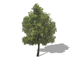 现代樟树免费su模型下载、樟树草图大师模型下载