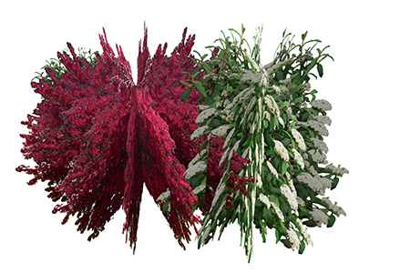 红花檵木灌木su素材，景观绿植草图大师模型下载