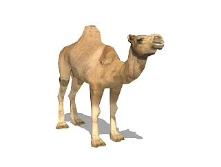 现代单峰骆驼草图大师模型，单峰骆驼sketchup模型免费下载