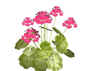 天竺葵绿植sketchup模型，现代观花植物skp文件下载