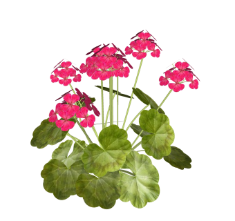 天竺葵绿植sketchup模型，现代观花植物skp文件下载