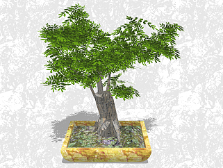 榆树盆栽草图大师模型，家居植物盆景sketchup模型下载