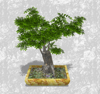 榆树盆栽草图大师模型，家居植物盆景sketchup模型下载