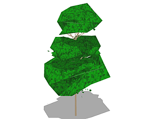 花榈木乔木su素材，景观绿植草图大师模型下载