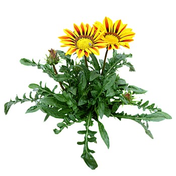 现代植物勋章菊su模型下载，勋章菊草图大师模型分享