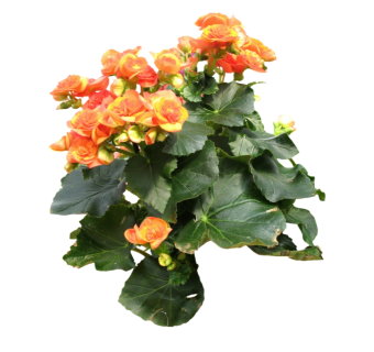 现代植物丽格海棠su模型下载，丽格海棠草图大师模型分享