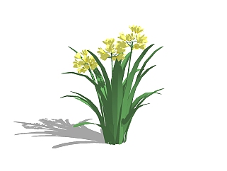 君子兰<em>花卉</em>skb模型分享，植物花sketchup模型分享