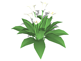 马蹄莲现代植物su模型，绿植花草图大师模型下载