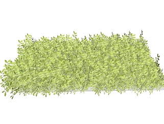 小叶六道木灌木丛sketchup模型，常绿灌木skp文件下载