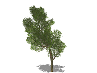 乌桕乔木草图大师模型，景观绿植sketchup素材下载