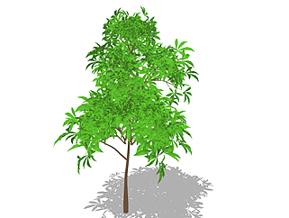 芒果树乔木草图大师模型，景观绿植sketchup素材下载