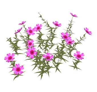 石竹绿植sketchup模型，现代观花植物skp文件下载