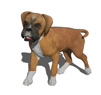 现代德国拳师犬草图大师模型，动物sketchup模型下载