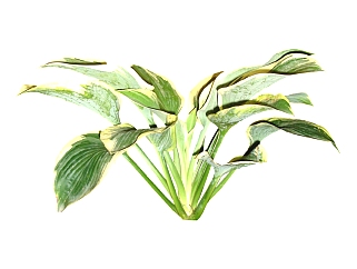 玉簪植物草su模型免费下载，草图大师植物草模型分享