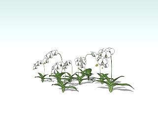 2D蝴蝶兰su模型下载，草图大师植物花模型分享