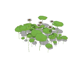 现代植物睡莲su模型下载，睡莲草图大师模型分享