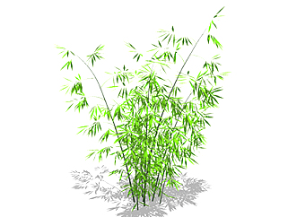 方竹植物su模型，<em>景观绿植</em>草图大师模型下载