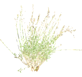 灯心草su模型免费下载，草图大师植物草模型分享