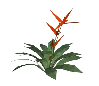 鹤望兰绿植sketchup模型，现代观叶植物skp文件下载