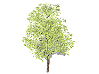 榆树乔木su素材，景观绿植草图大师模型下载