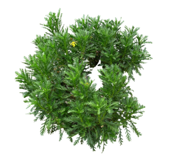 黄金菊su模型免费下载，草图大师植物草模型分享
