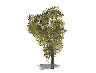 杨树乔木草图大师模型，景观绿植sketchup素材下载