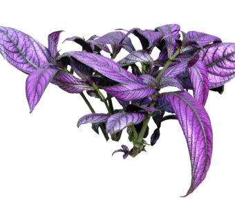 红背耳叶马蓝草图大师模型，sketchup植物草模型下载